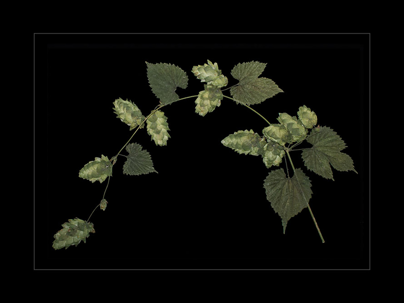 Arched Magnum Hops 3