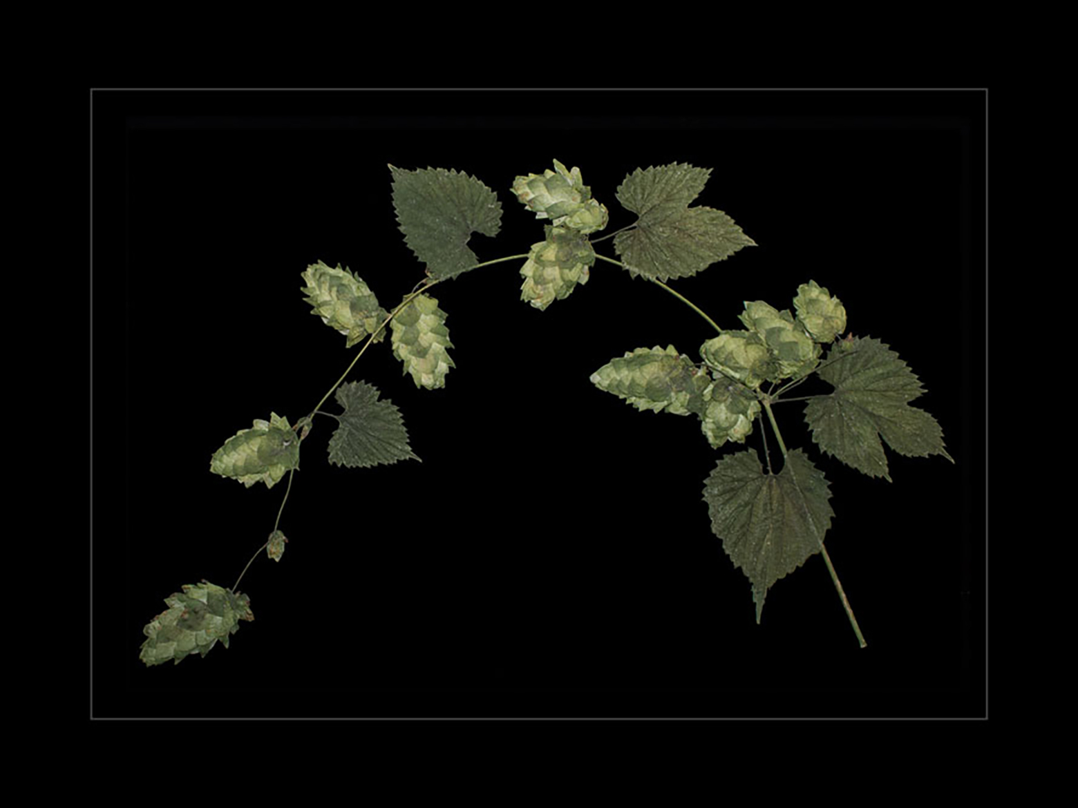 Arched Magnum Hops 3