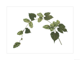 Arched Magnum Hops 3
