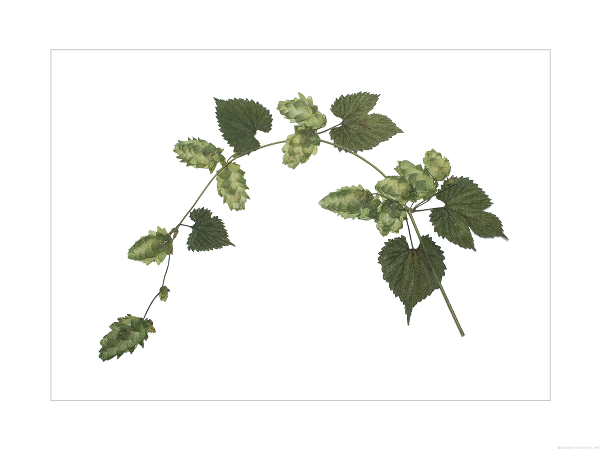 Arched Magnum Hops 3