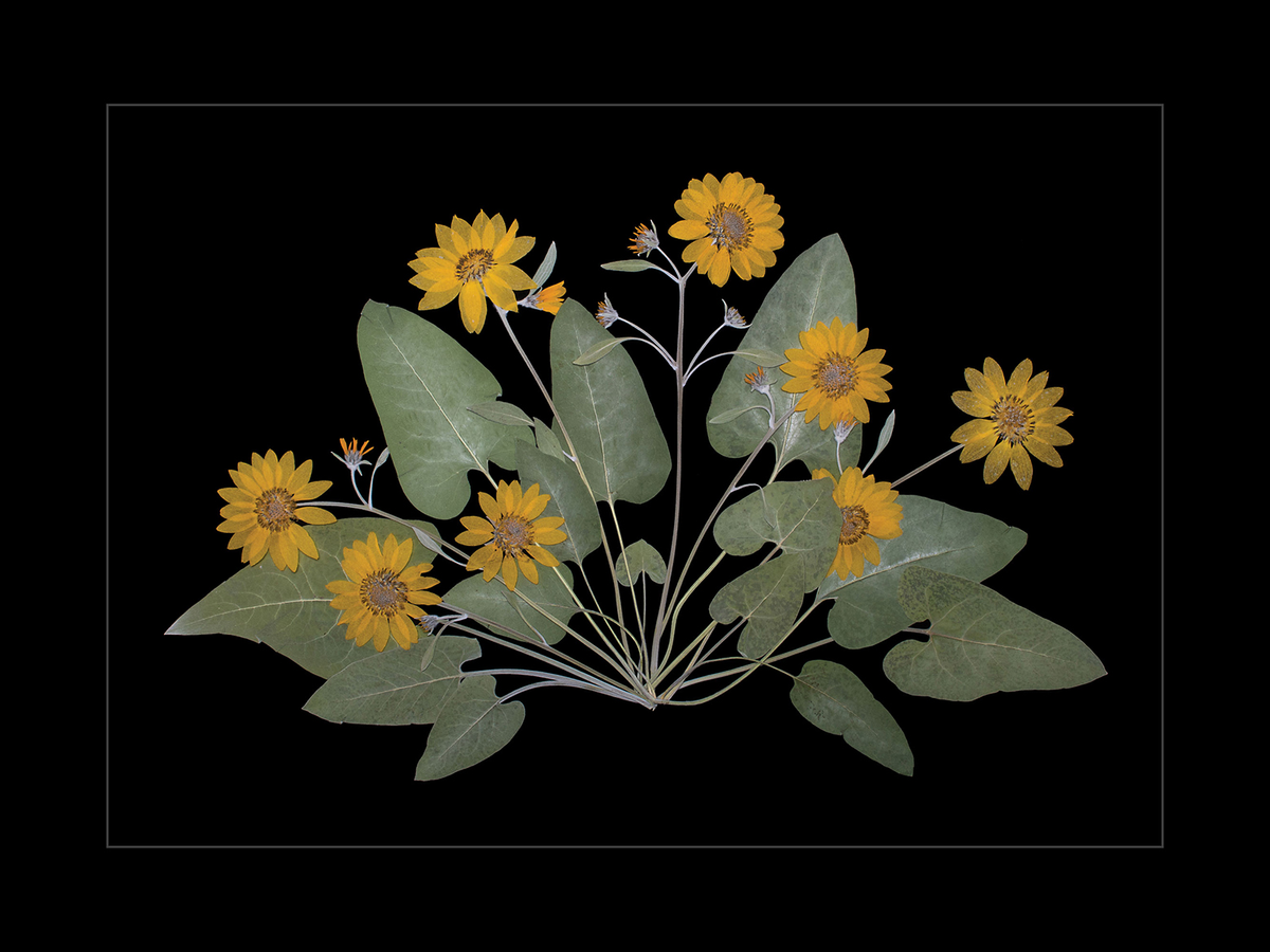 Arrowleaf Balsamroot