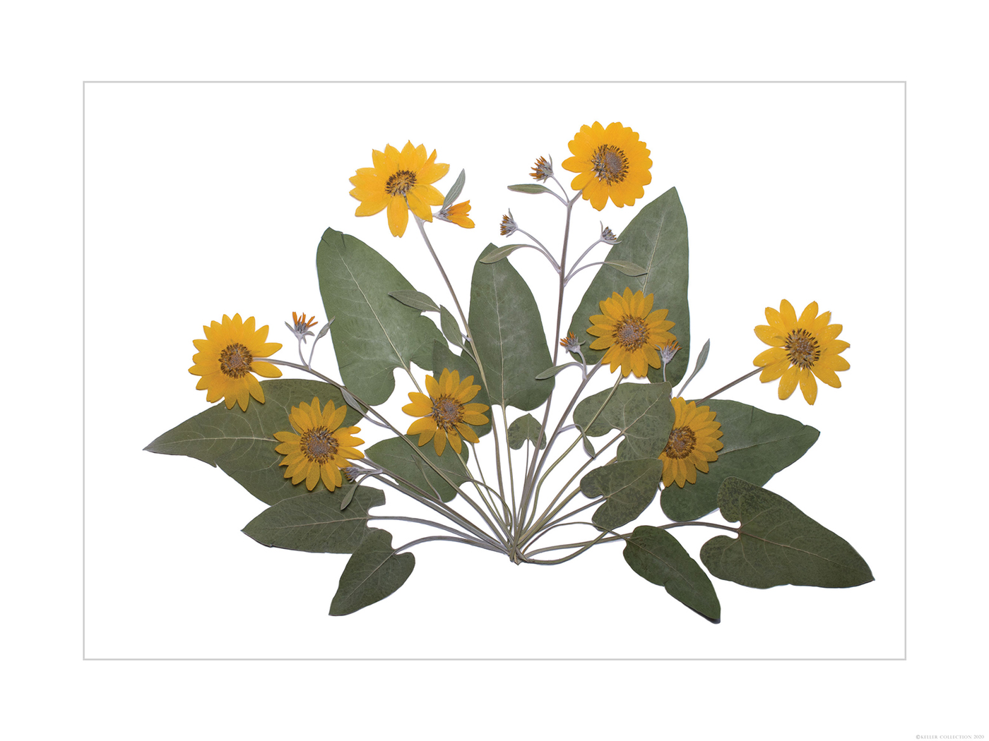 Arrowleaf Balsamroot