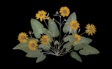 Arrowleaf Balsamroot