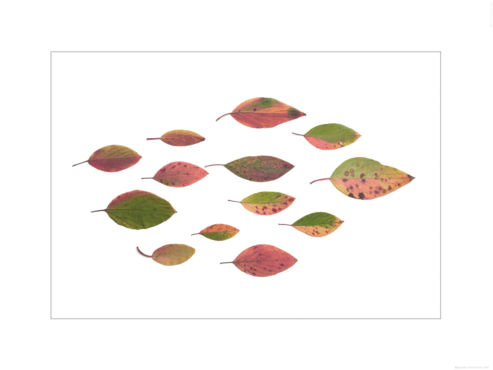Assorted Dogwoods