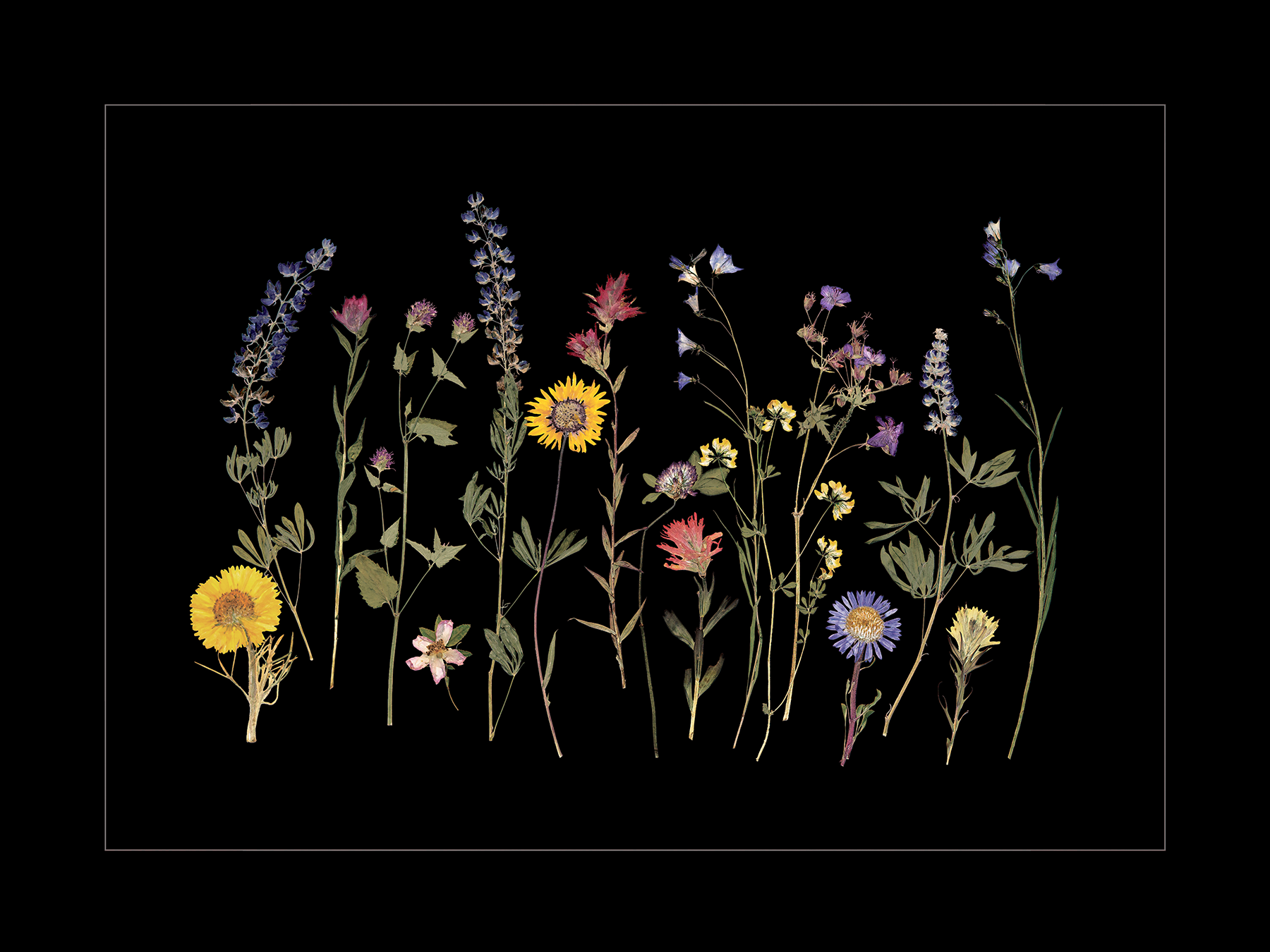 Wildflower Montage