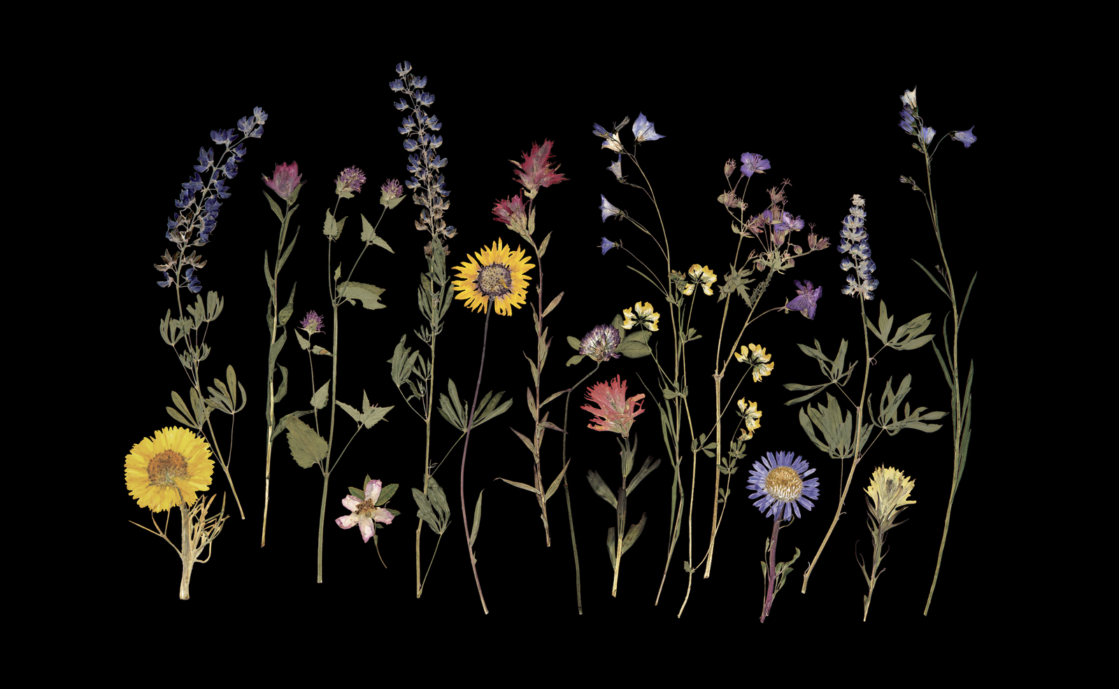 Wildflower Montage