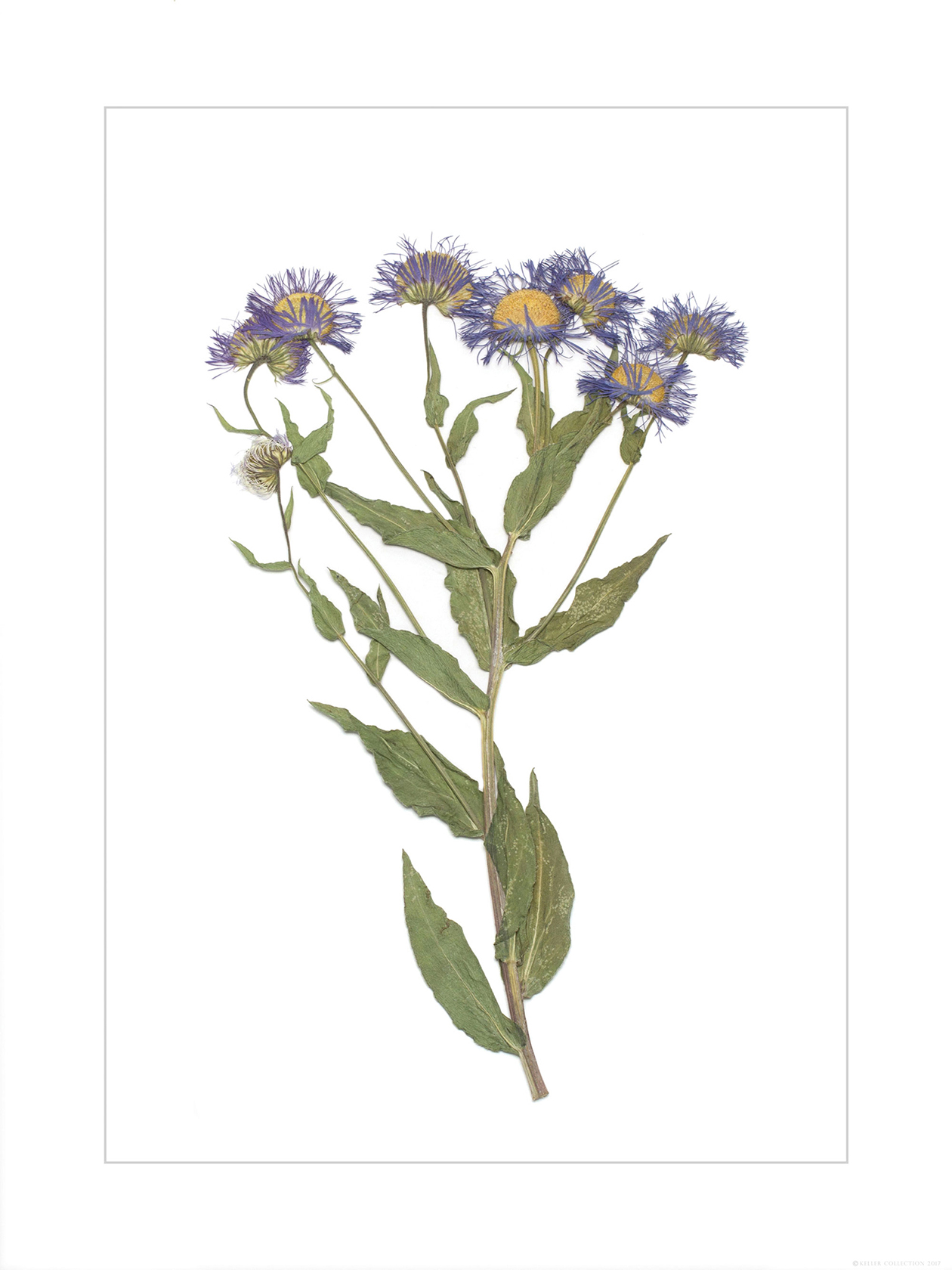 Aster