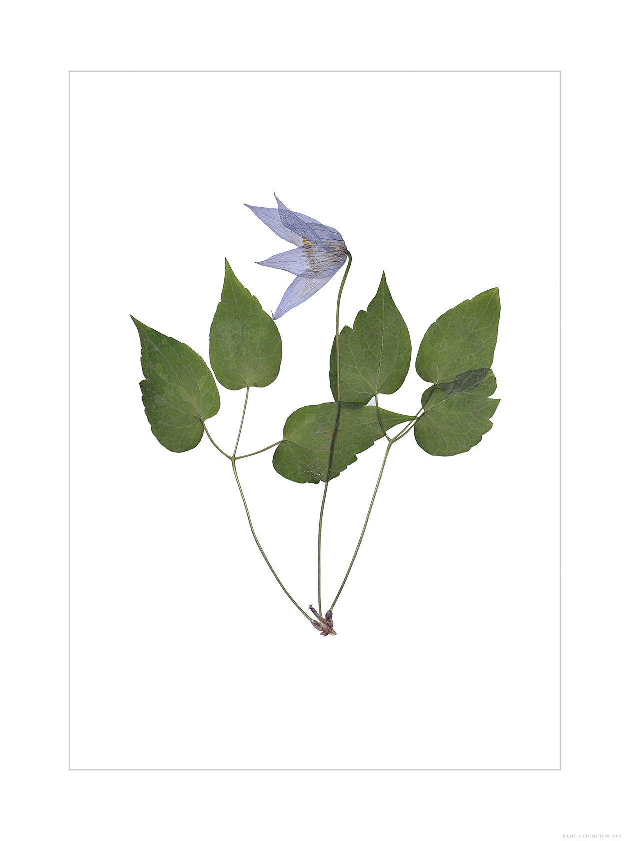 Blue Clematis
