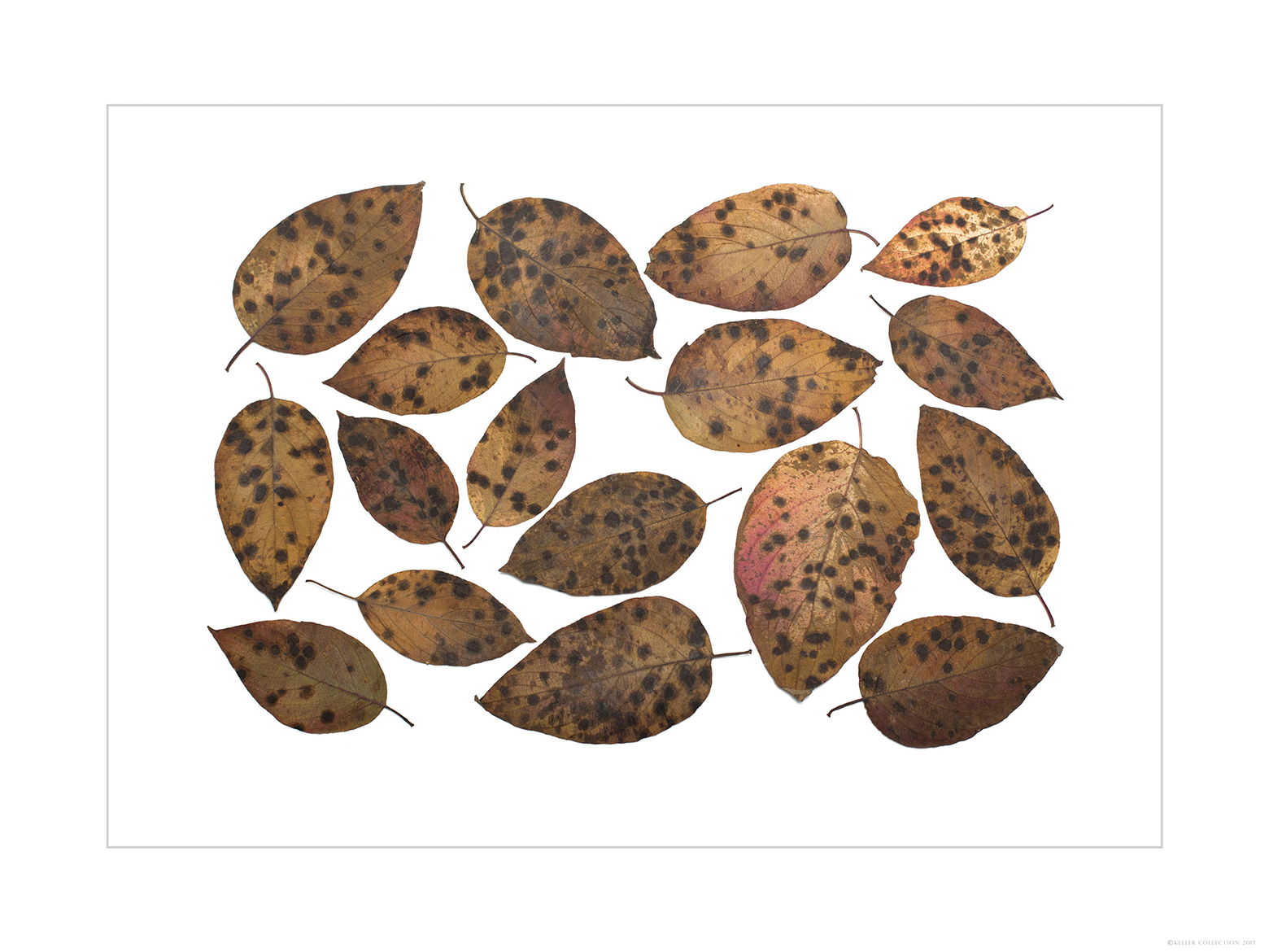 Brown Dogwoods