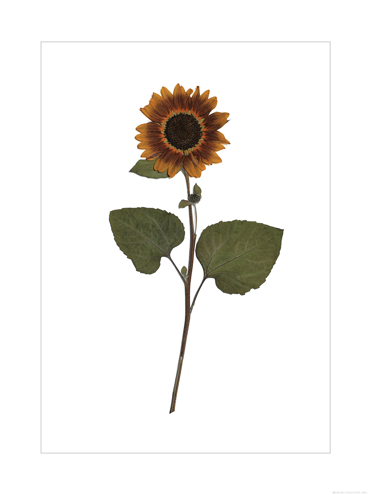 Brown Sunflower