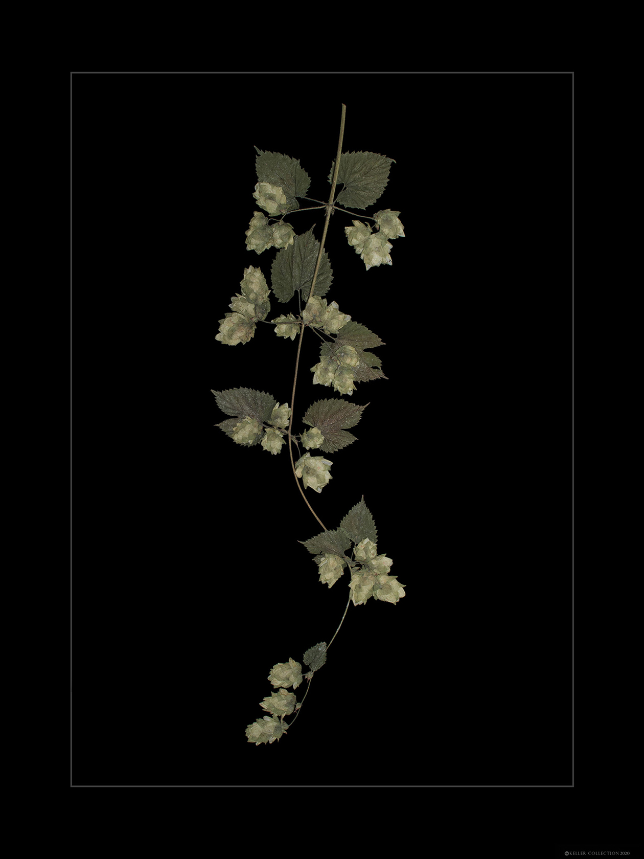 Cascade Hops 7
