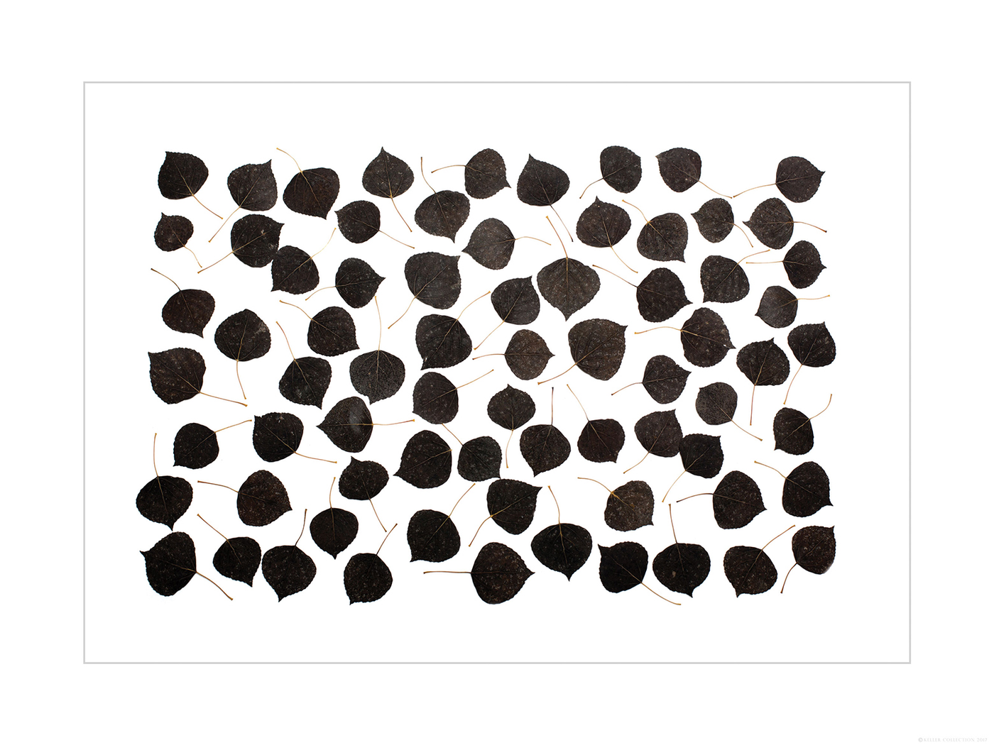 Charcoal Aspen Leaves
