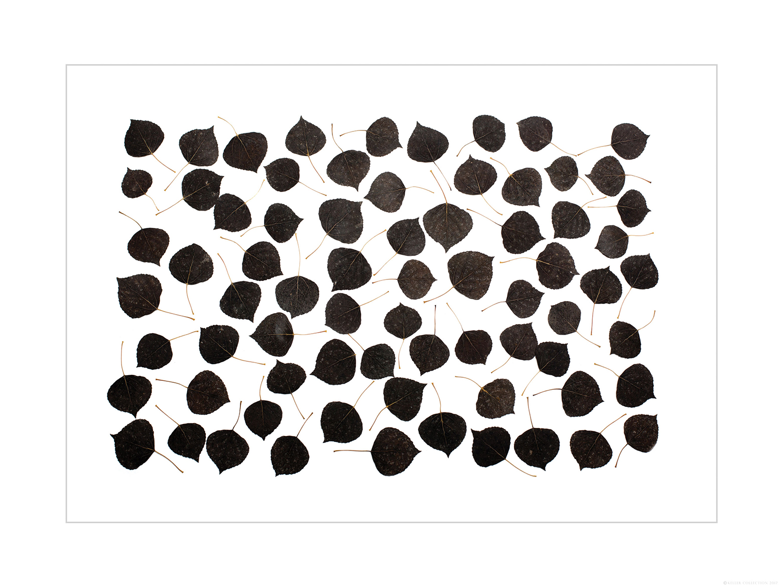 Charcoal Aspen Leaves