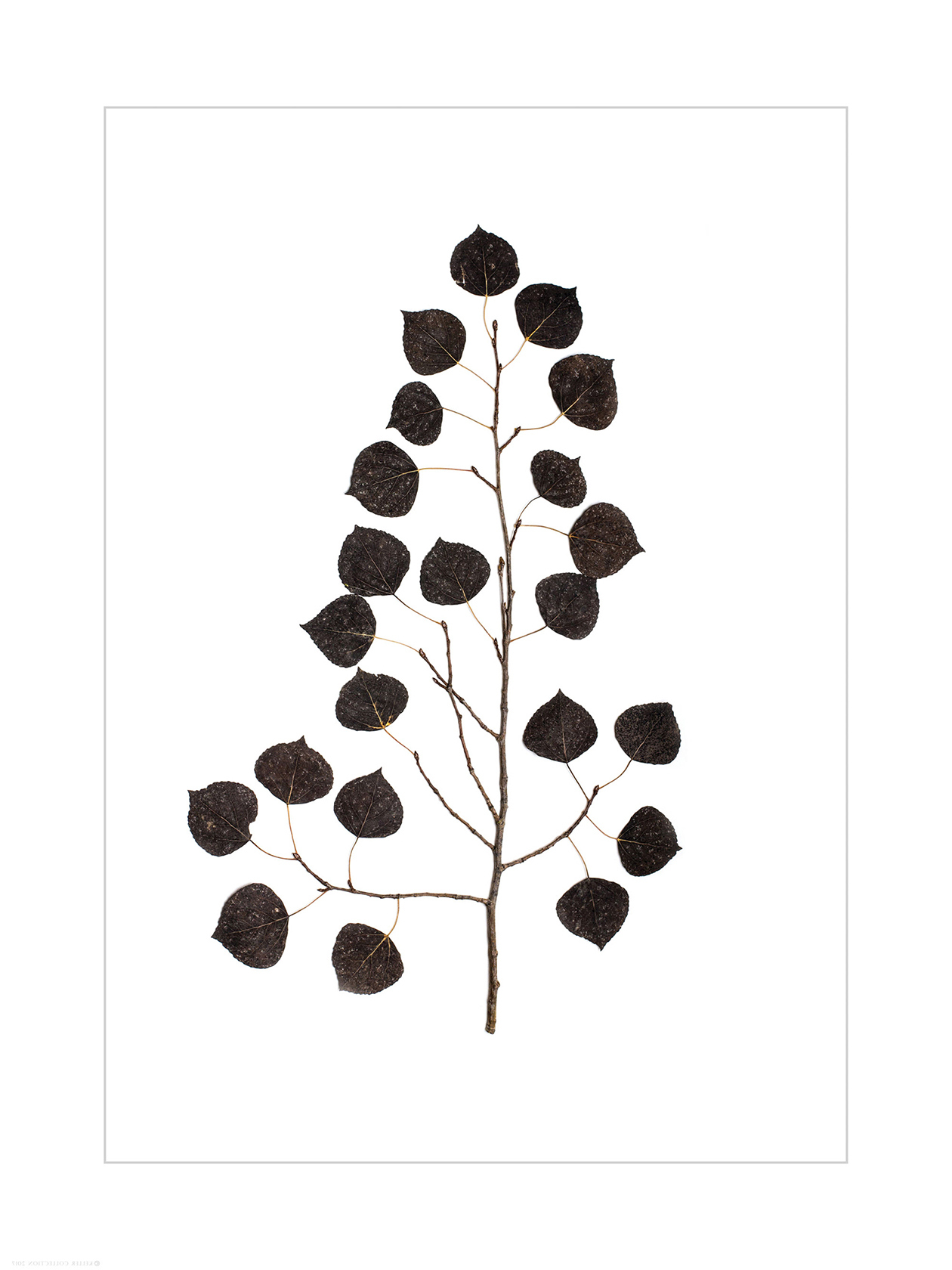 Charcoal Aspen Branch