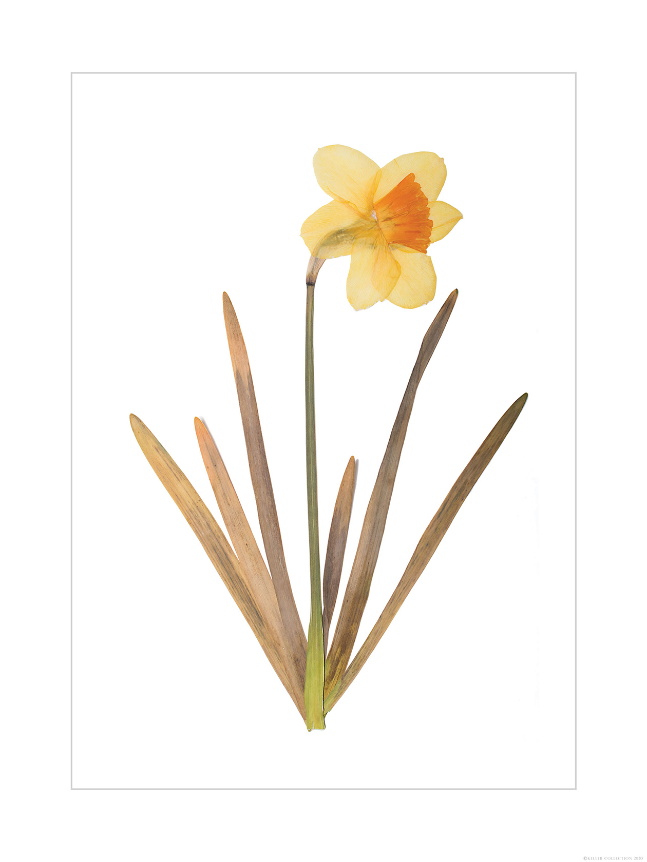 Daffodil