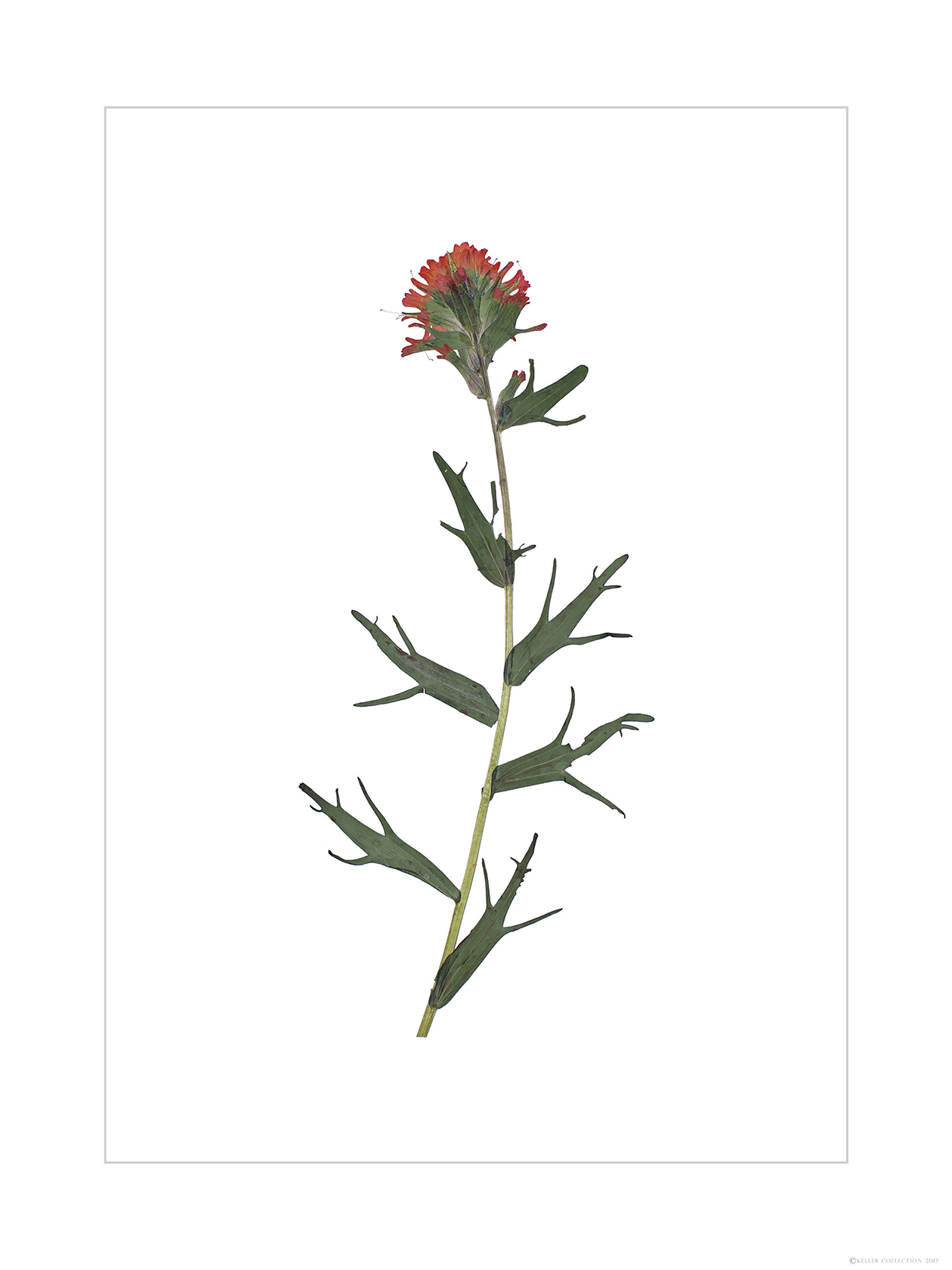 Domanski Indian Paint Brush