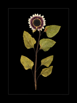 Domestic Sunflower