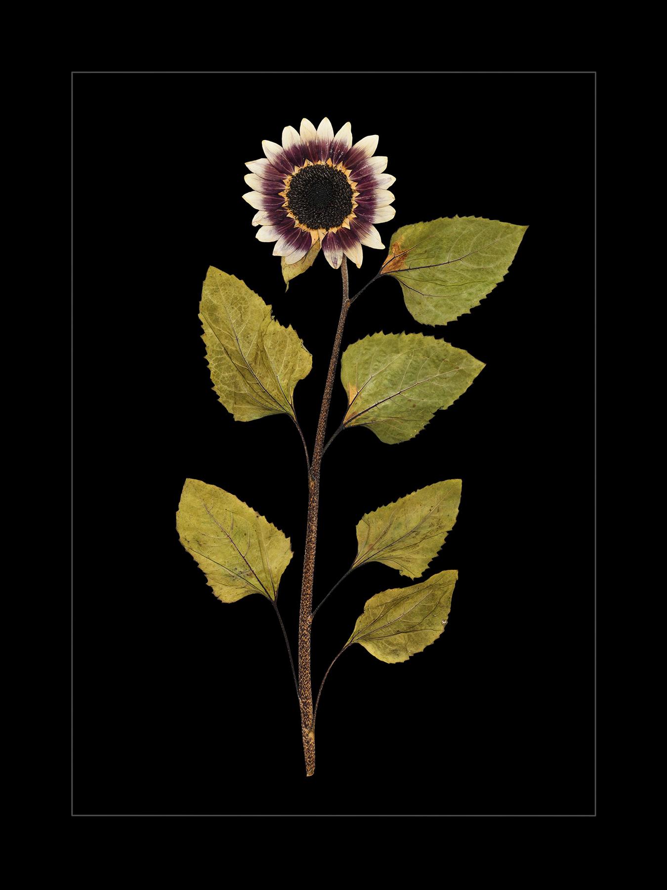 Domestic Sunflower