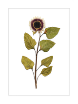 Domestic Sunflower