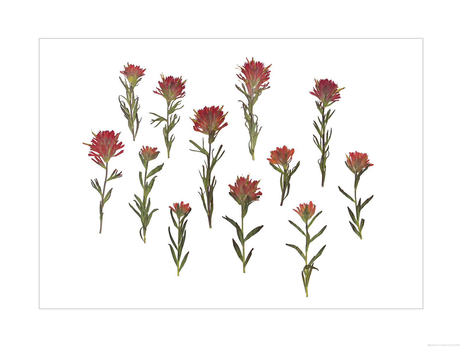 Dozen Red Indian Paintbrush (landscape-orientation)