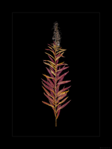 Fireweed in Fall