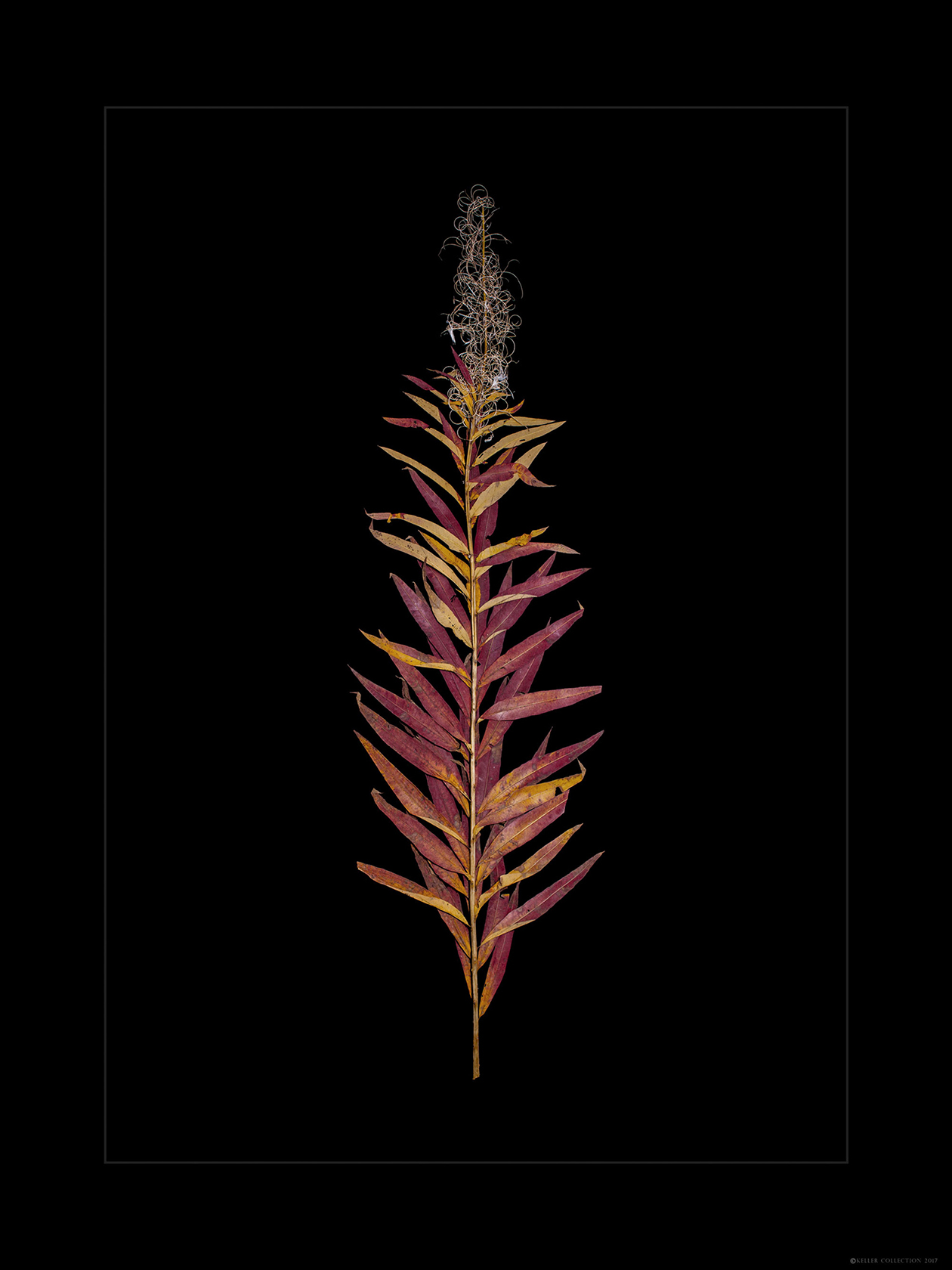 Fireweed in Fall