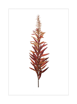 Fireweed in the Fall