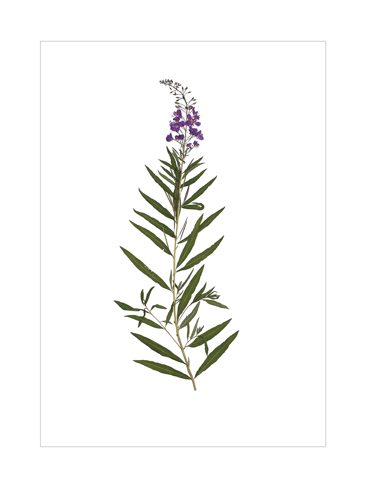 Fireweed in Summer