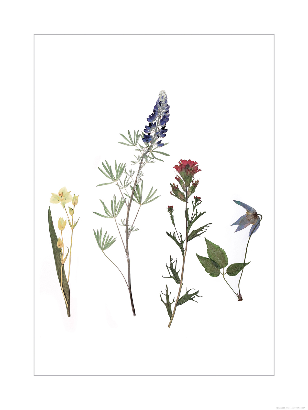 Four-Piece Wildflower Collage