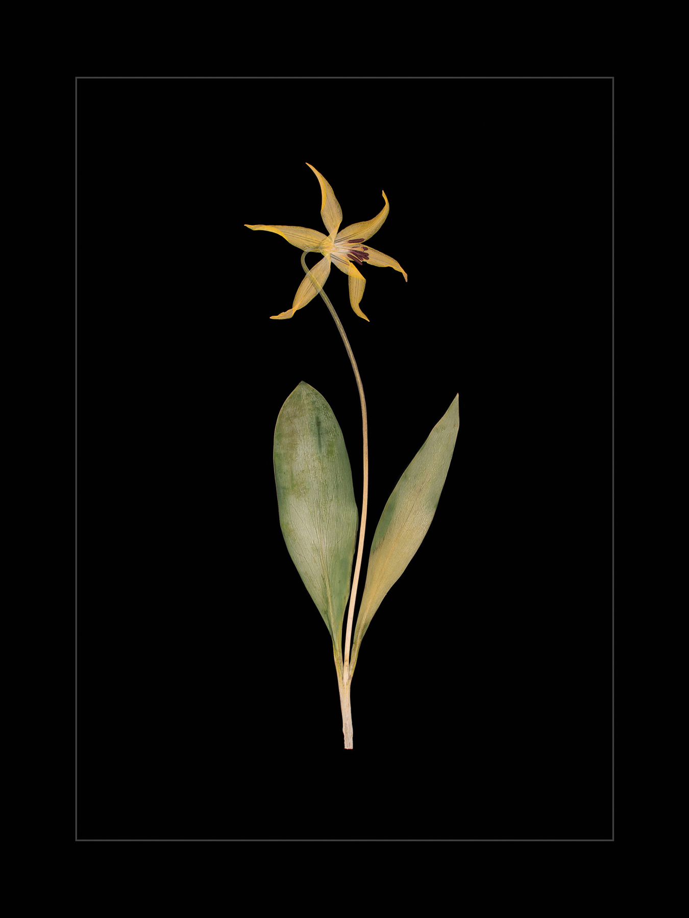 Glacier Lily