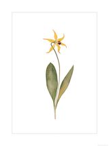 Glacier Lily