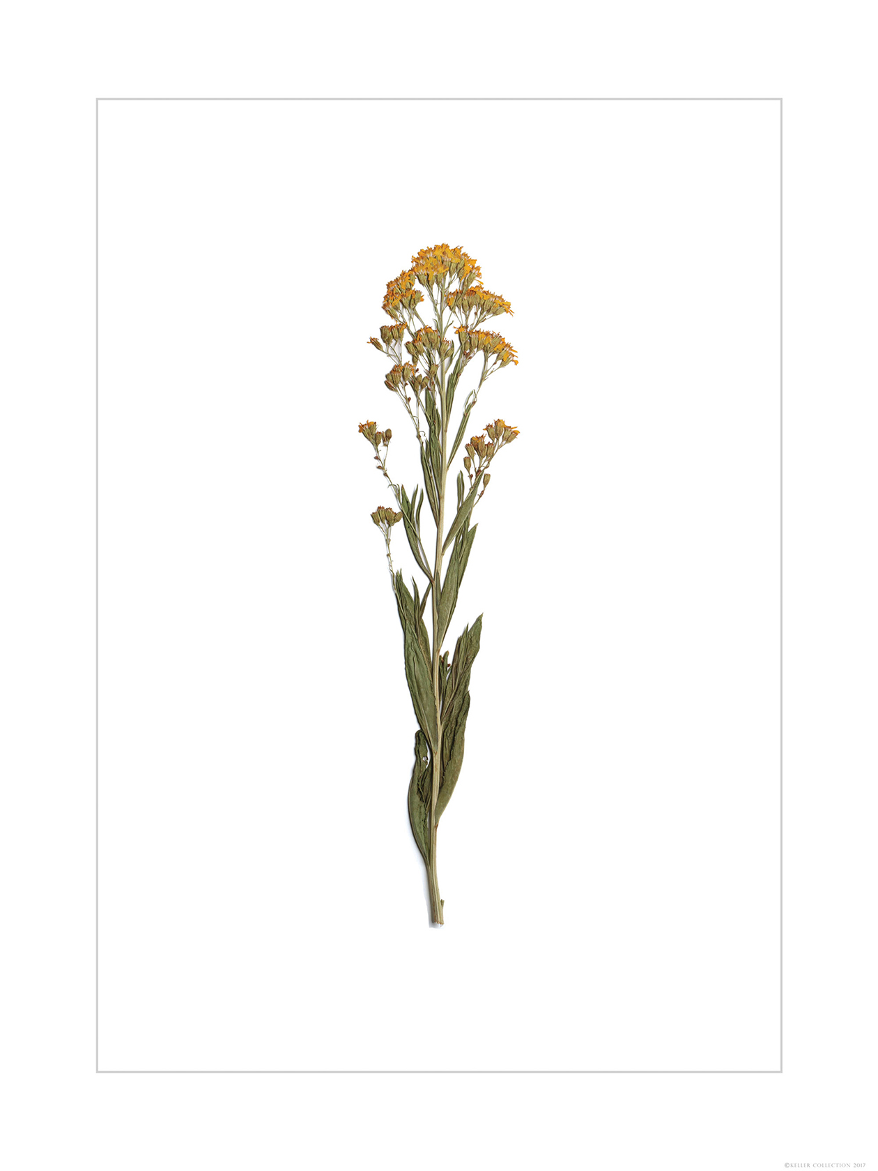 Goldenrod