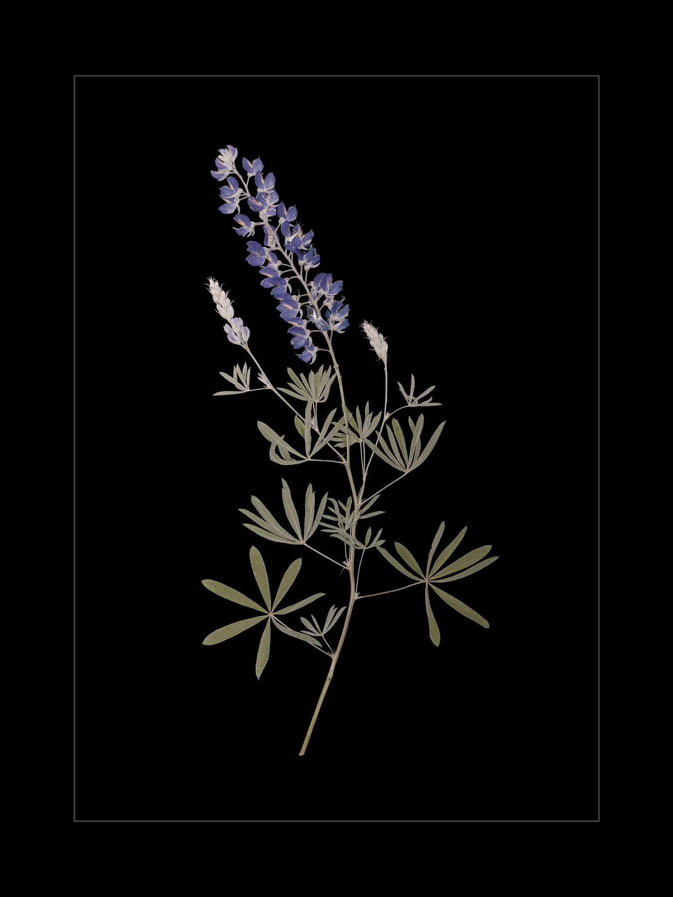 Lupine 2