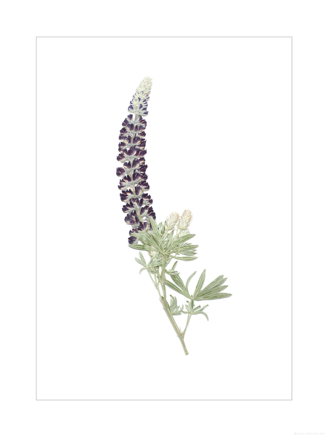 Lupine