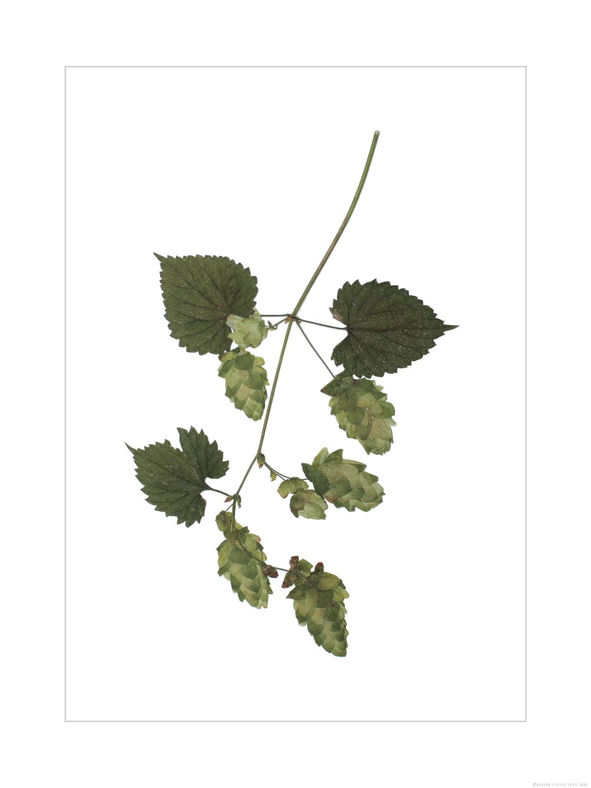 Magnum Hops 5