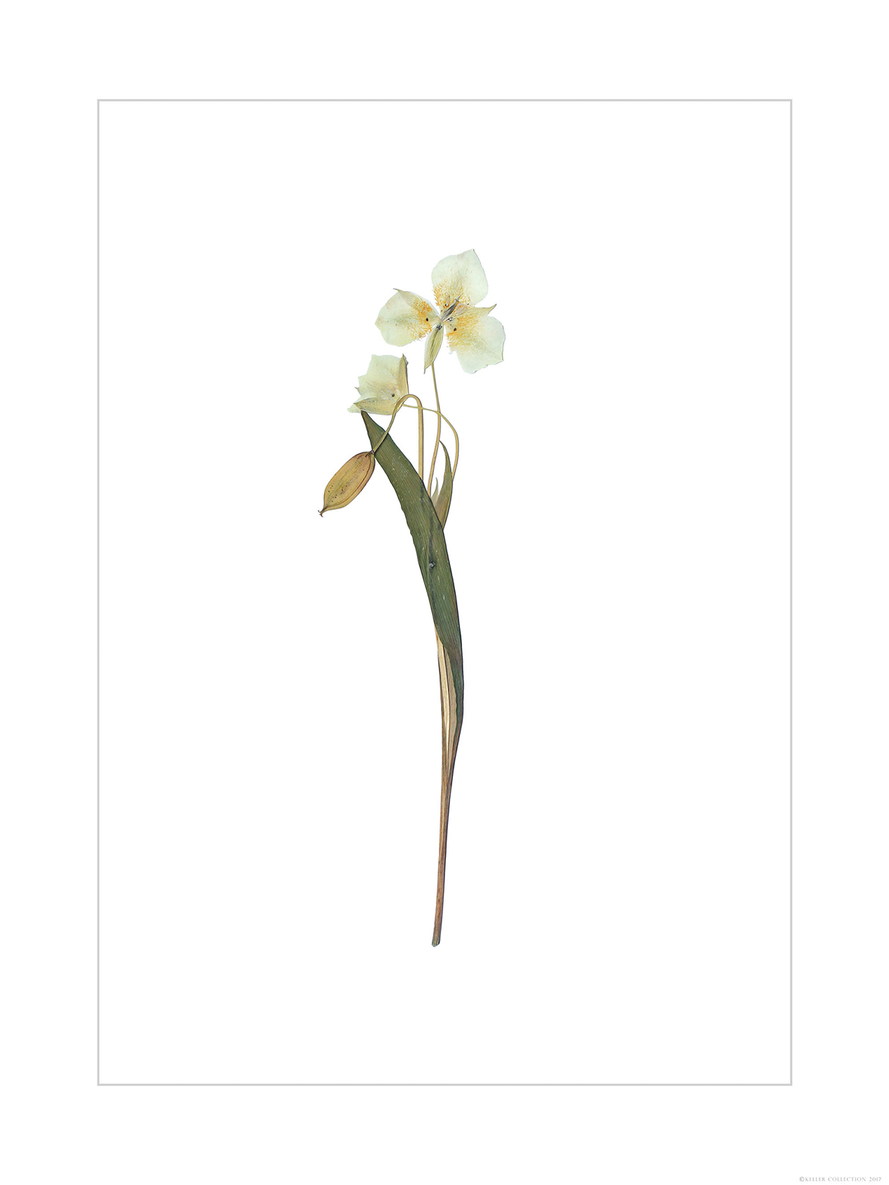 Mariposa Lily
