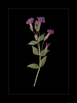 Monkey Flower