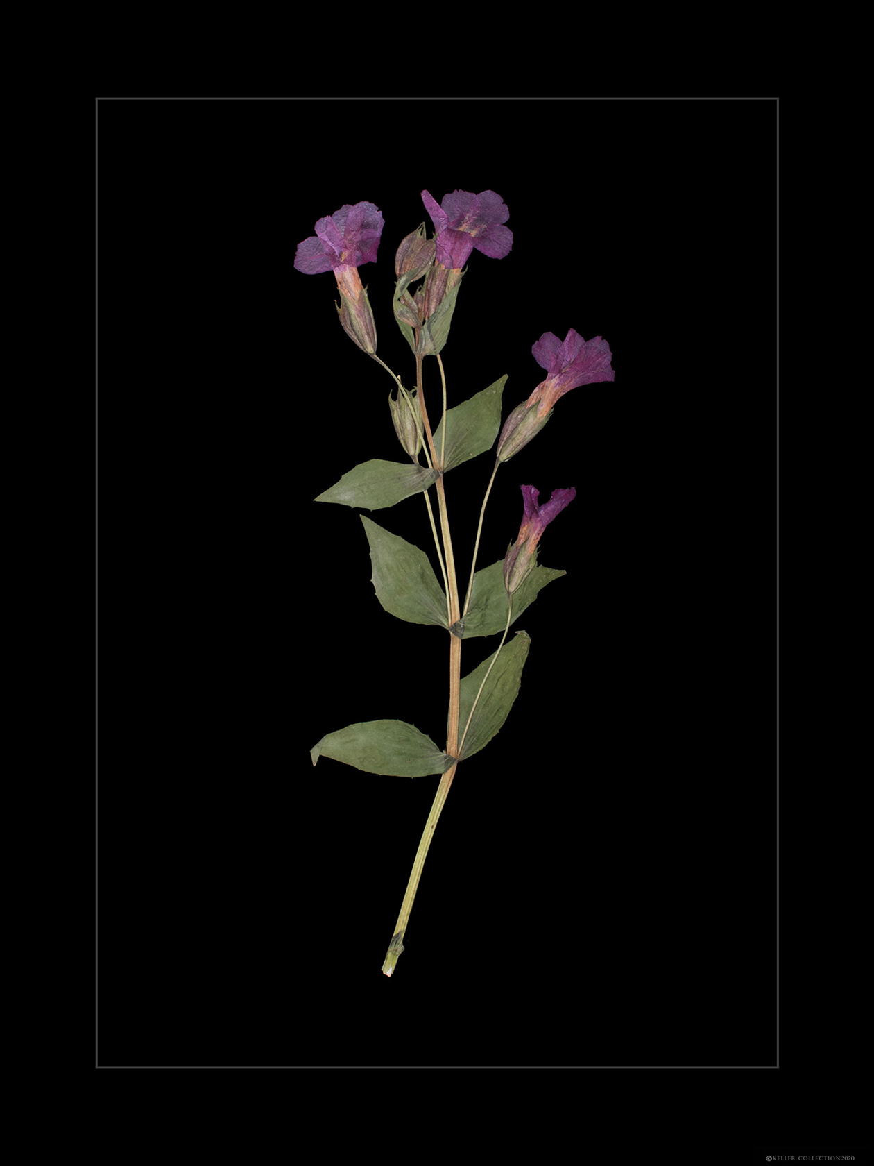 Monkey Flower