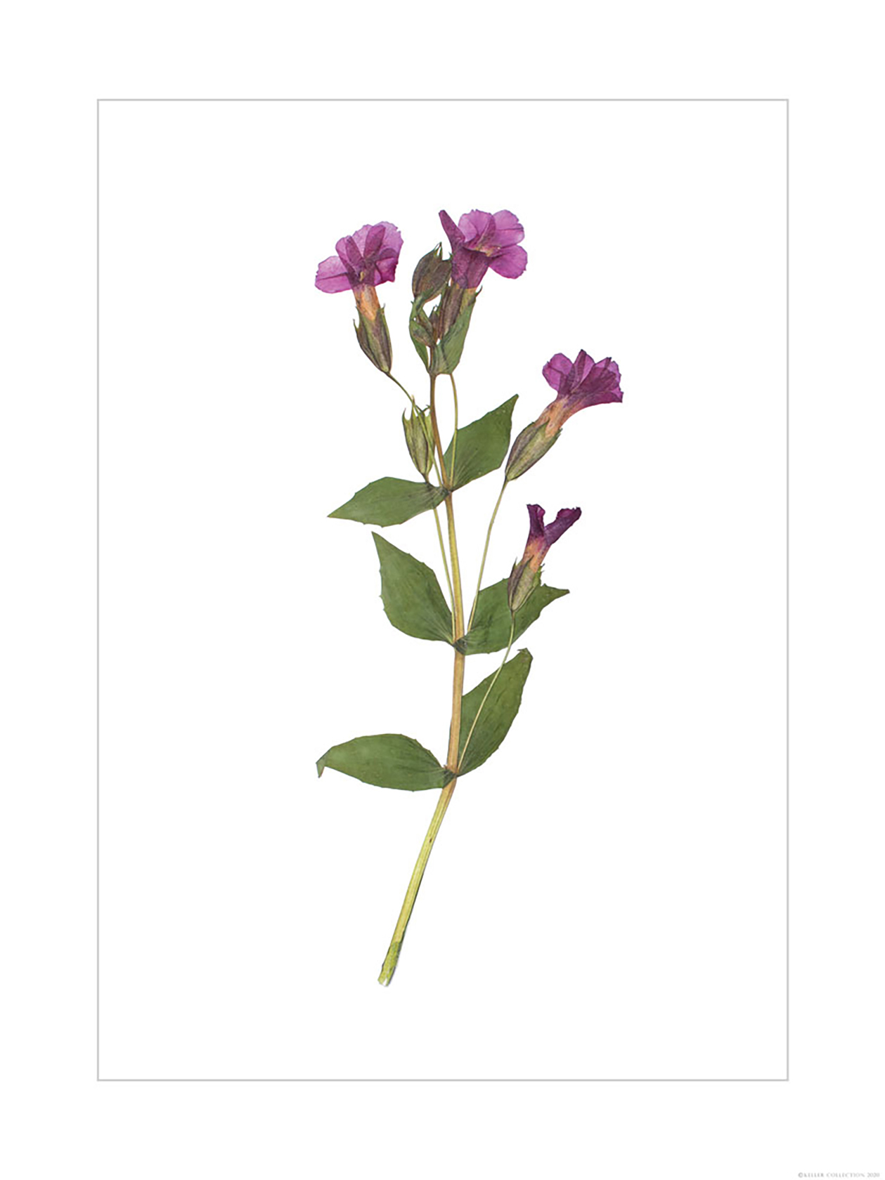 Monkey Flower