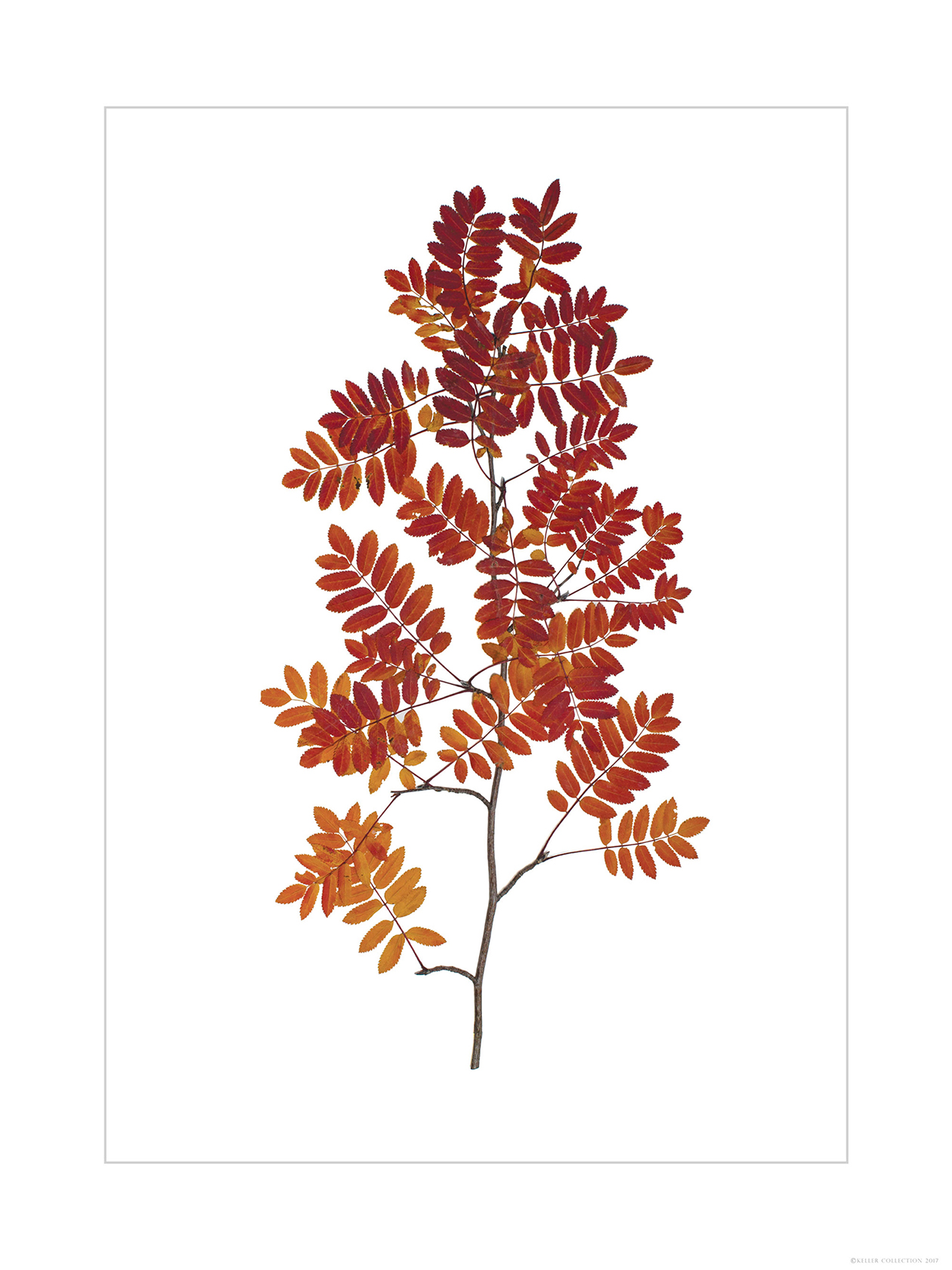 Mountain Ash