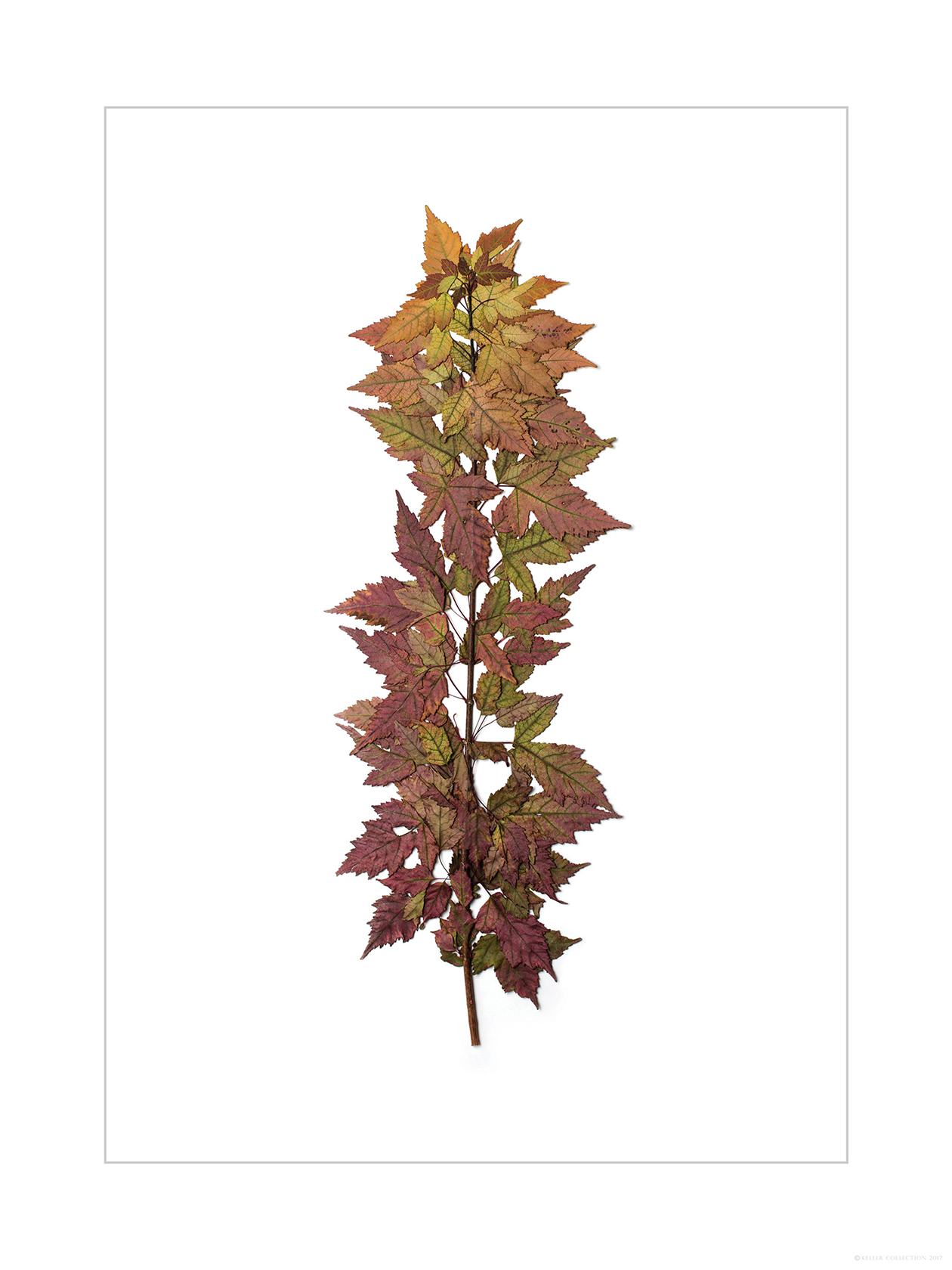 Norway Maple