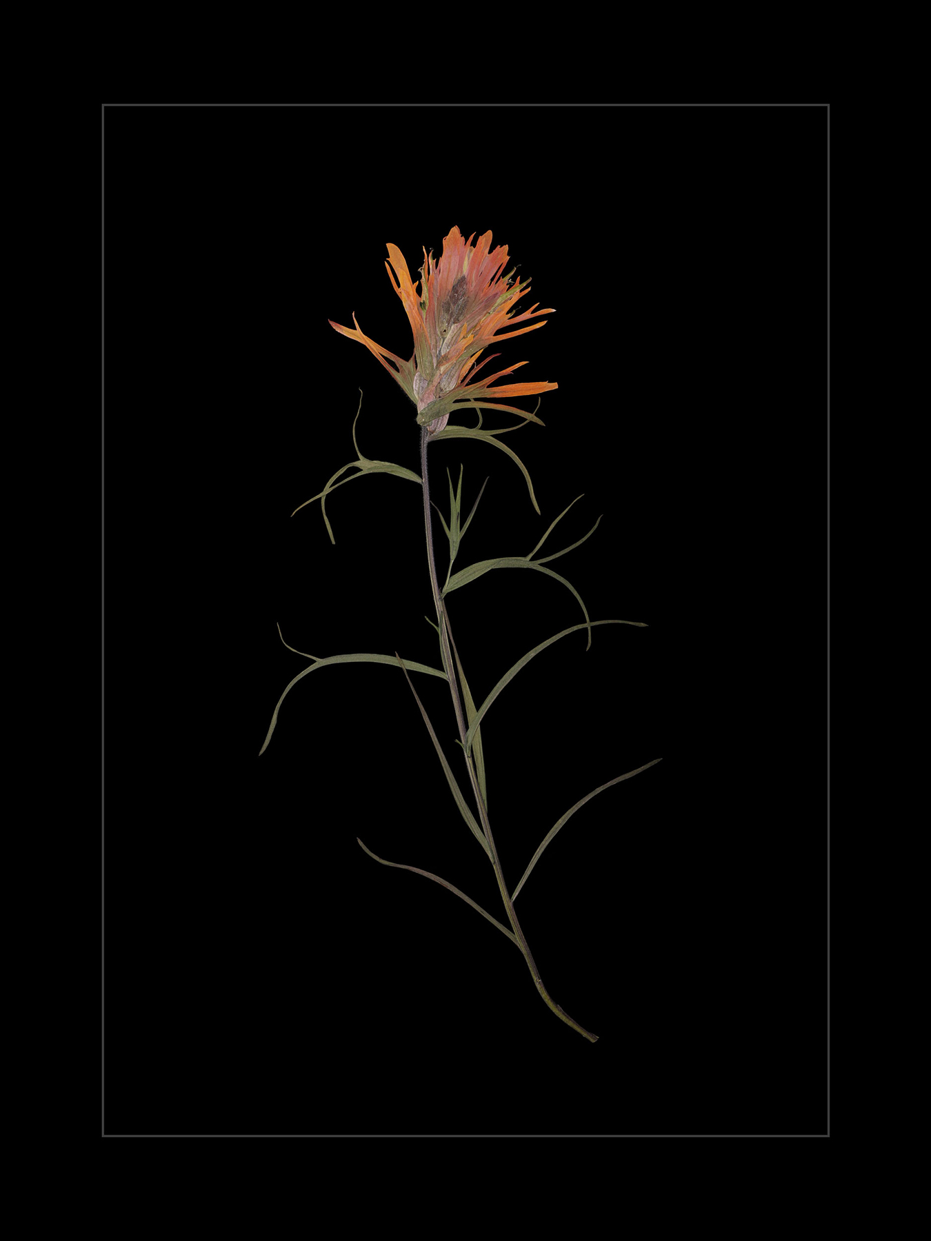 Orange Indian Paintbrush