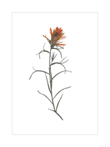 Orange Indian Paintbrush