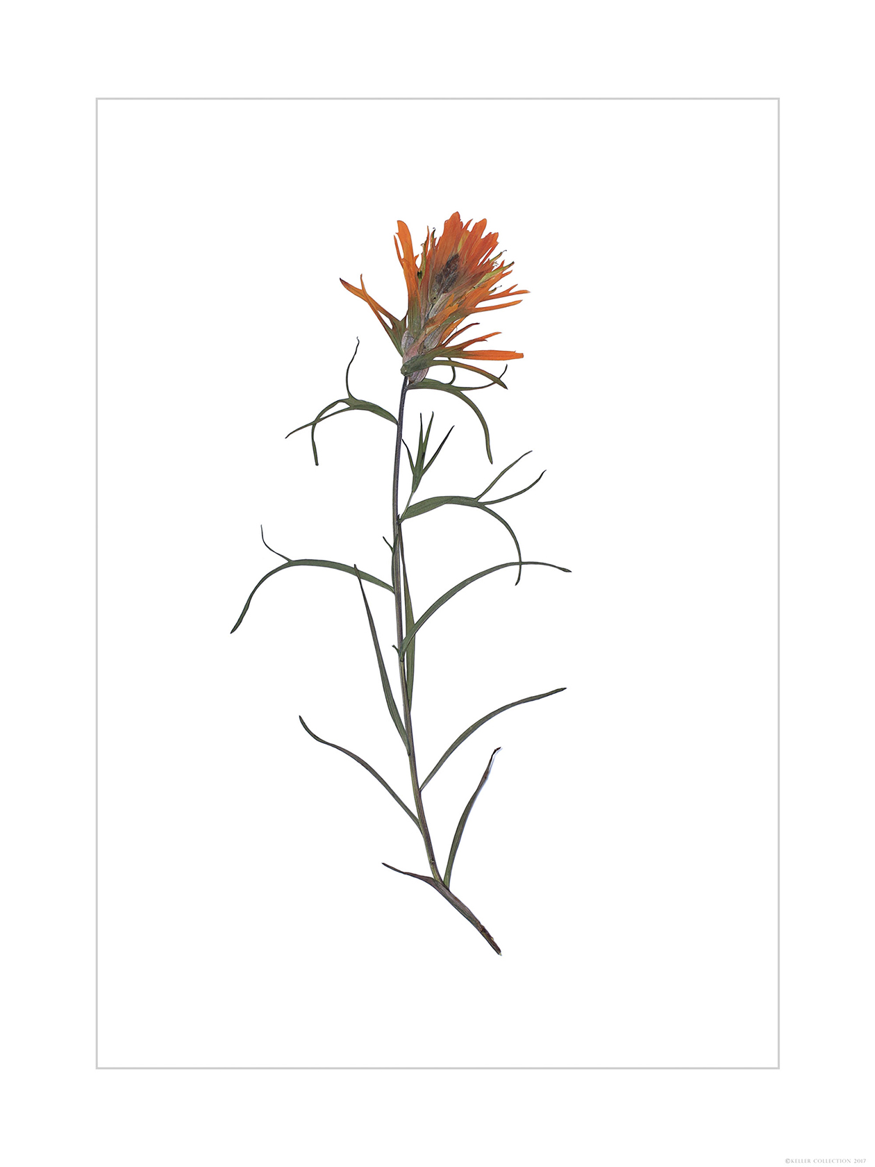 Orange Indian Paintbrush