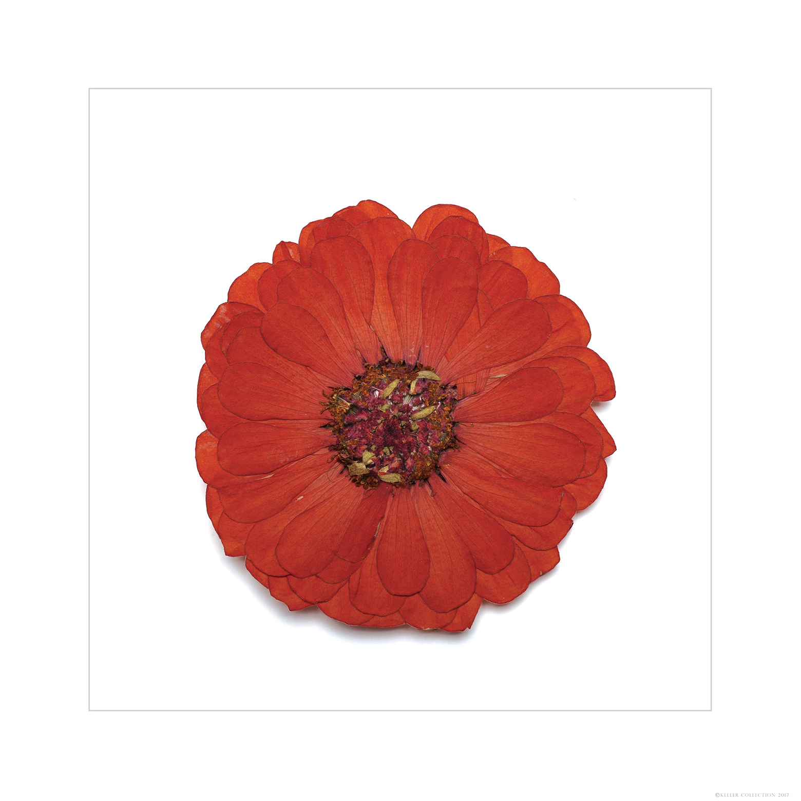 Orange Zinnia