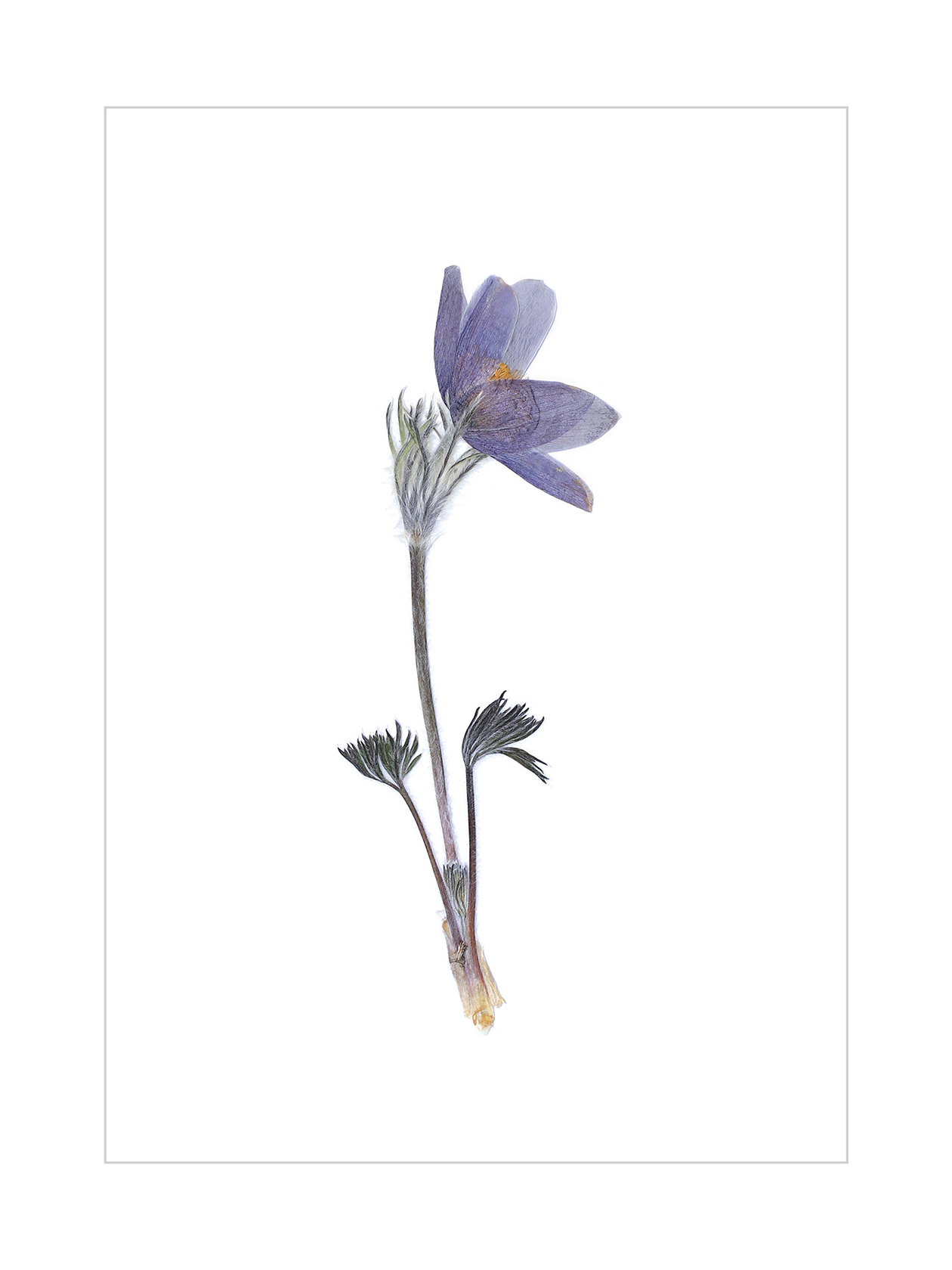 Pasque Flower