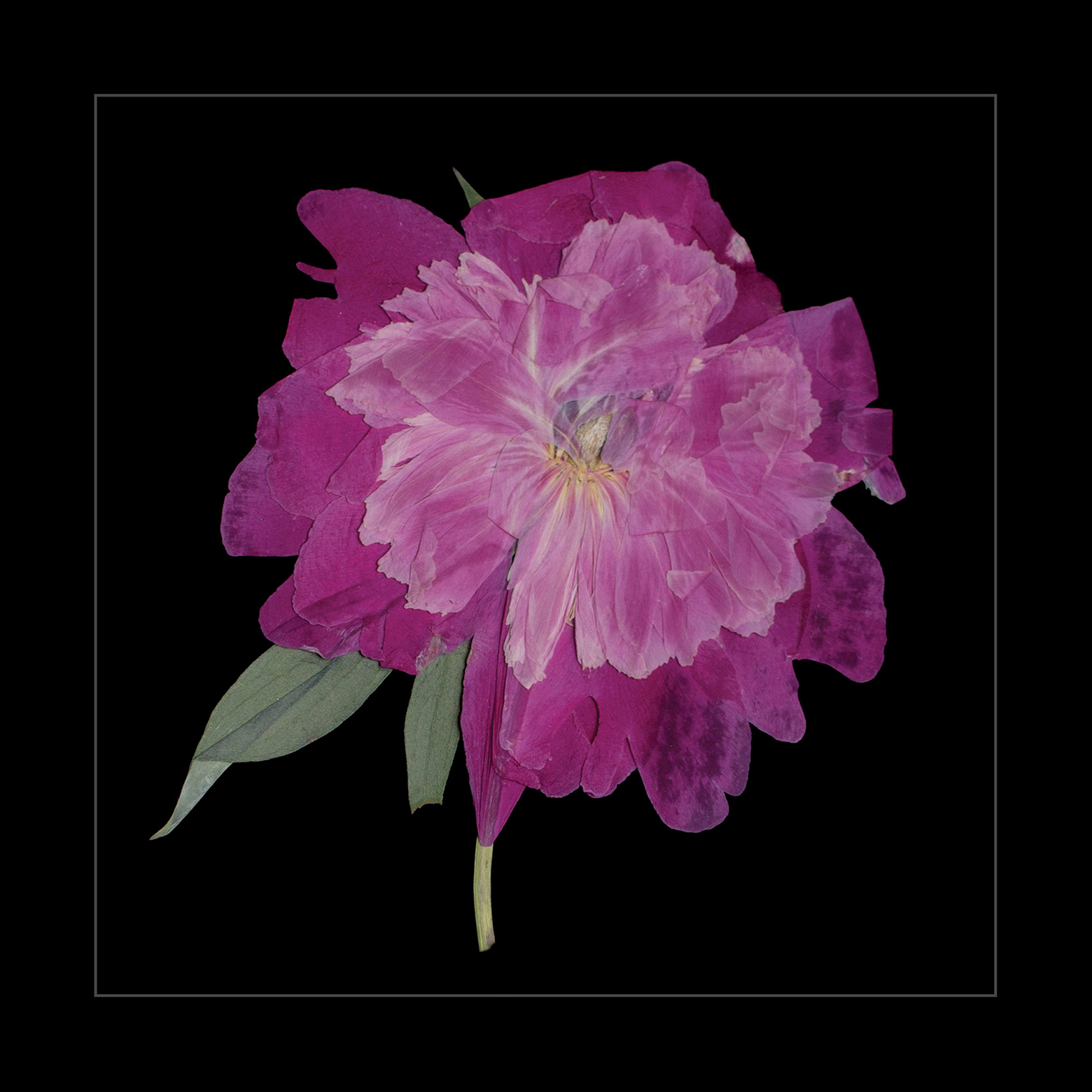 Peony Head