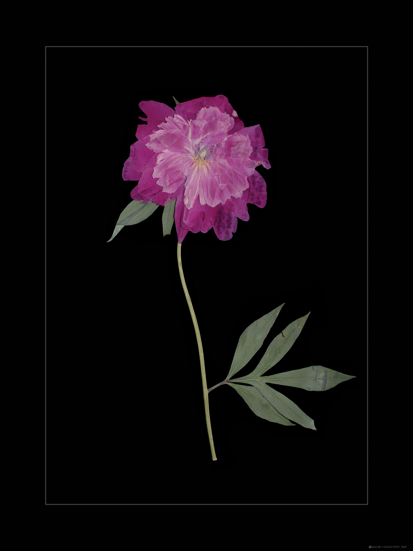 Peony