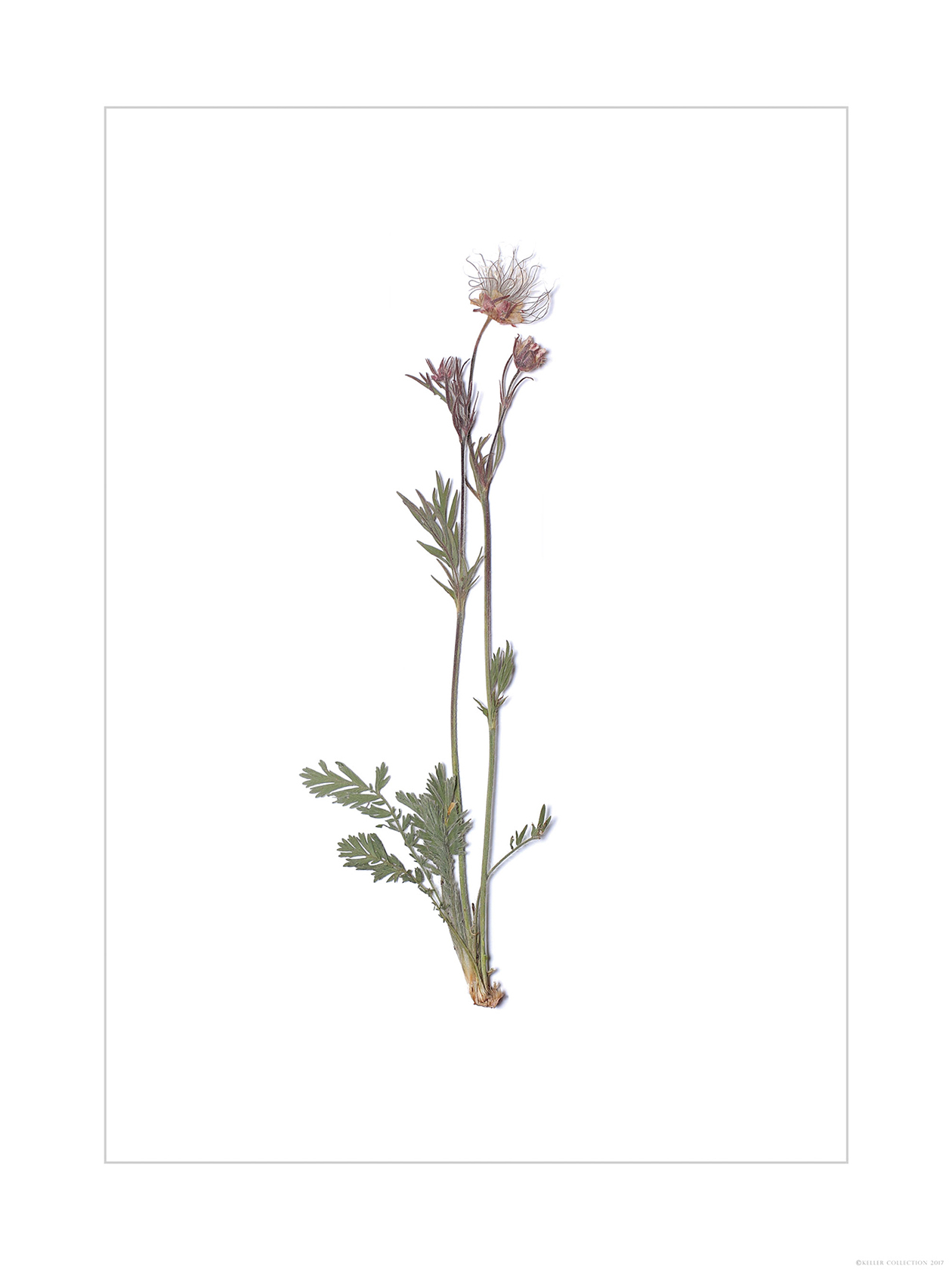 Prairie Smoke