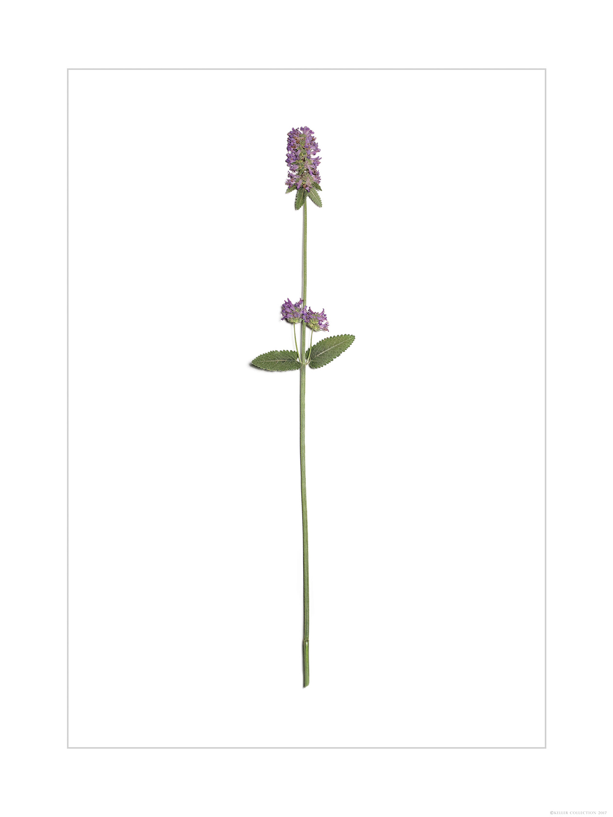 Prunella
